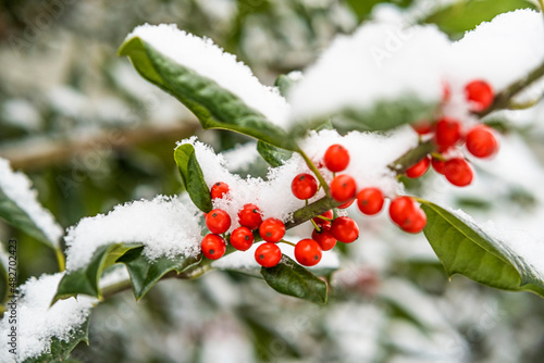 Close-up of red holly berries on branch covered with snow photo