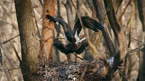 Black stork (Ciconia nigra) mating, birds making love, reproduction photo