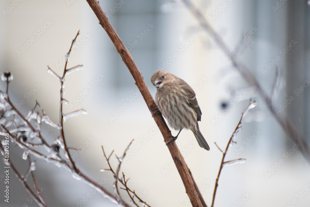 sparrow on branch sparrow on branch