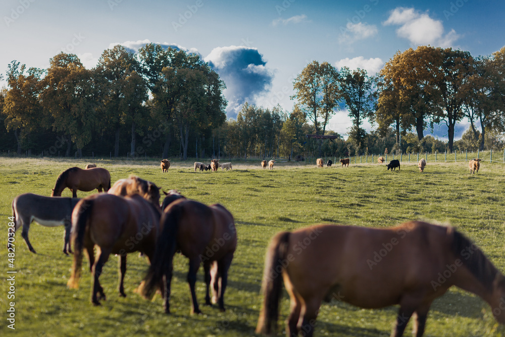 a herd of bulls on a field