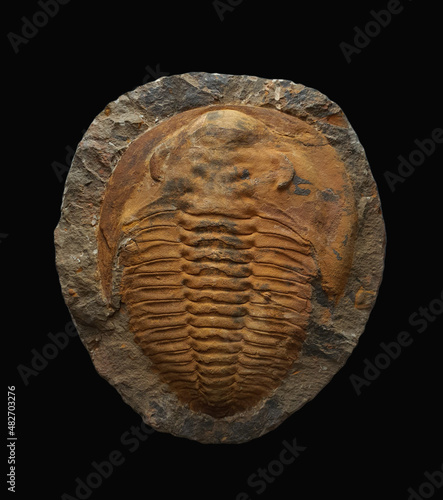 Large cambrian trilobite fossil specimen photo
