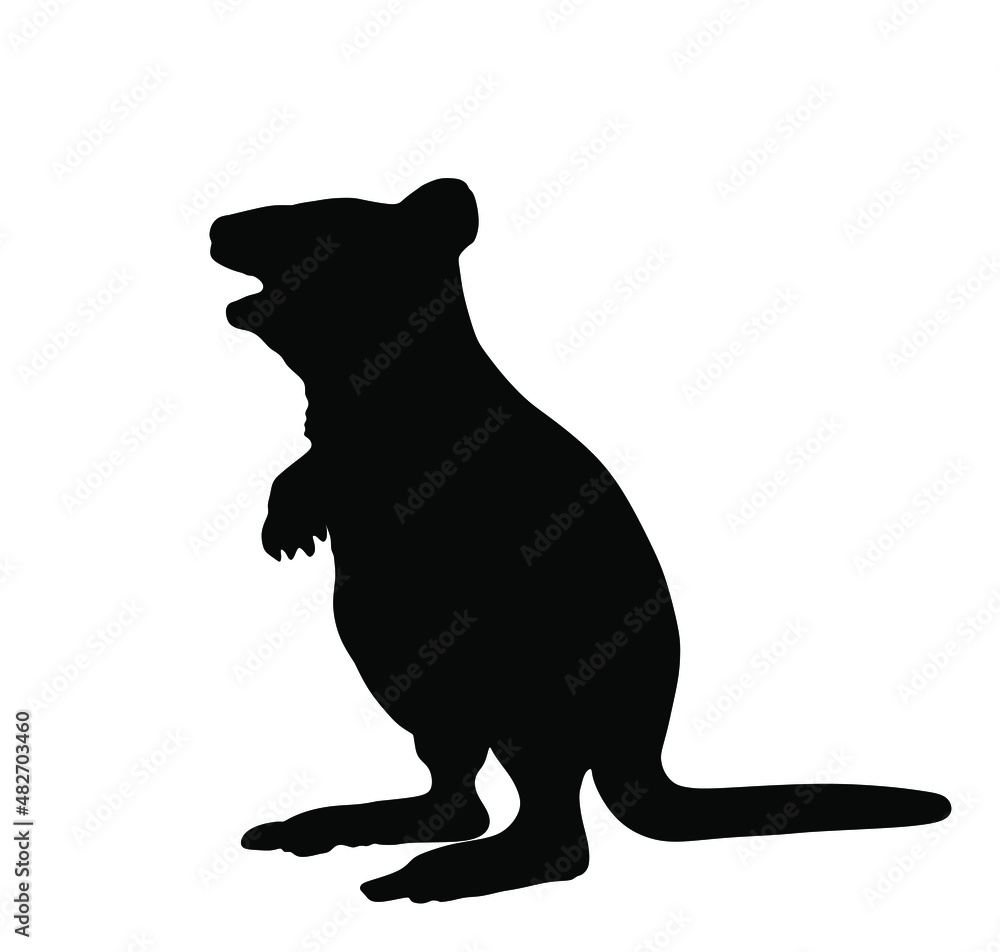 Quokka vector silhouette illustration isolated on white background. Scrub wallaby silhouette shape. 