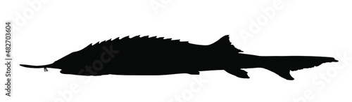 Sturgeon fish vector silhouette illustration isolated on white background. Luxury caviar food source. Premium meal from wildlife. Sturgeon shape symbol.