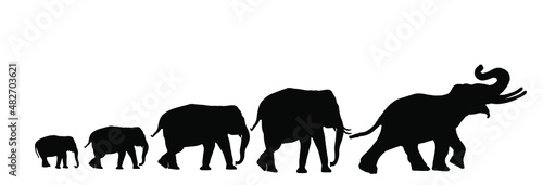 Herd of elephants walking in line vector silhouette illustration isolated on white background. Dominant alpha male elephant leads drove formation of family shape shadow. Africa safari animals. 