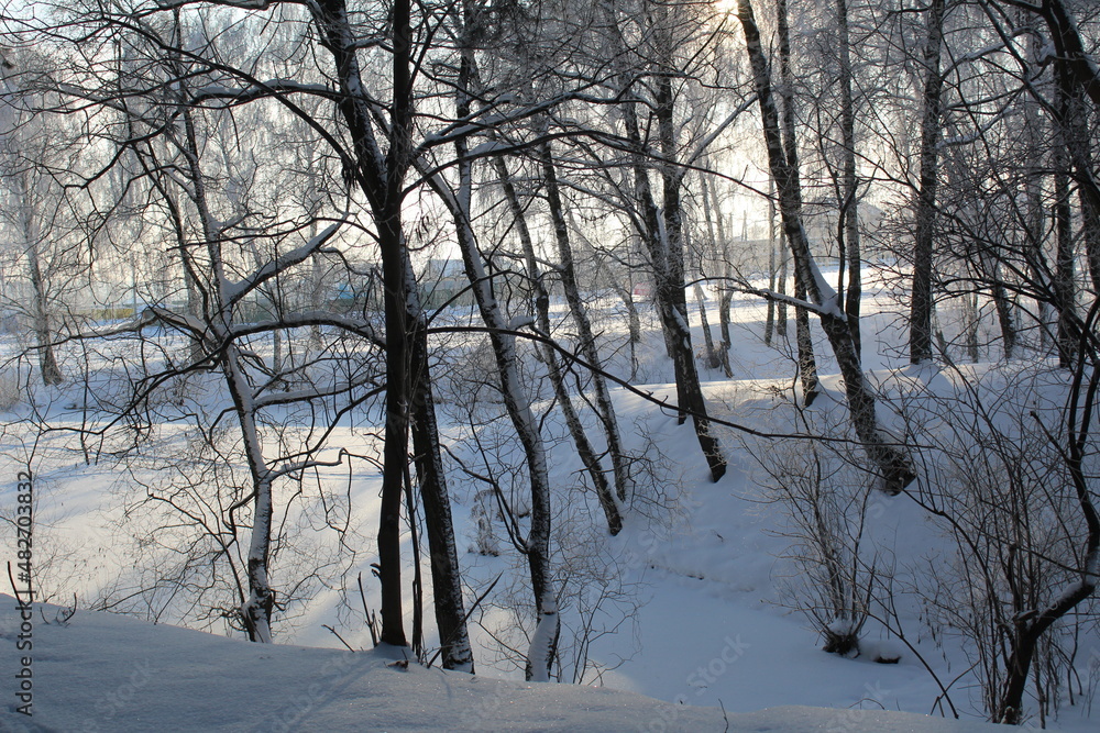 Fototapeta premium winter landscape in the forest frosty sunny weather