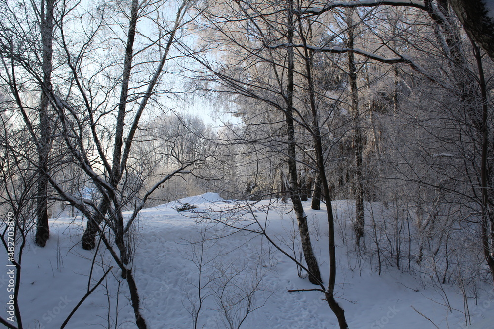 winter landscape in the forest frosty sunny weather winter landscape in the forest frosty sunny weather