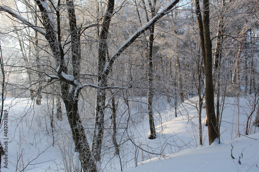winter landscape in the forest frosty sunny weather winter landscape in the forest frosty sunny weather