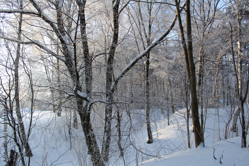 winter landscape in the forest frosty sunny weather winter landscape in the forest frosty sunny weather