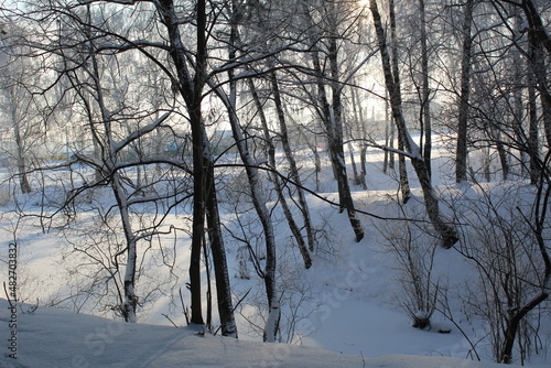 winter landscape in the forest frosty sunny weather © Elena Bondareva