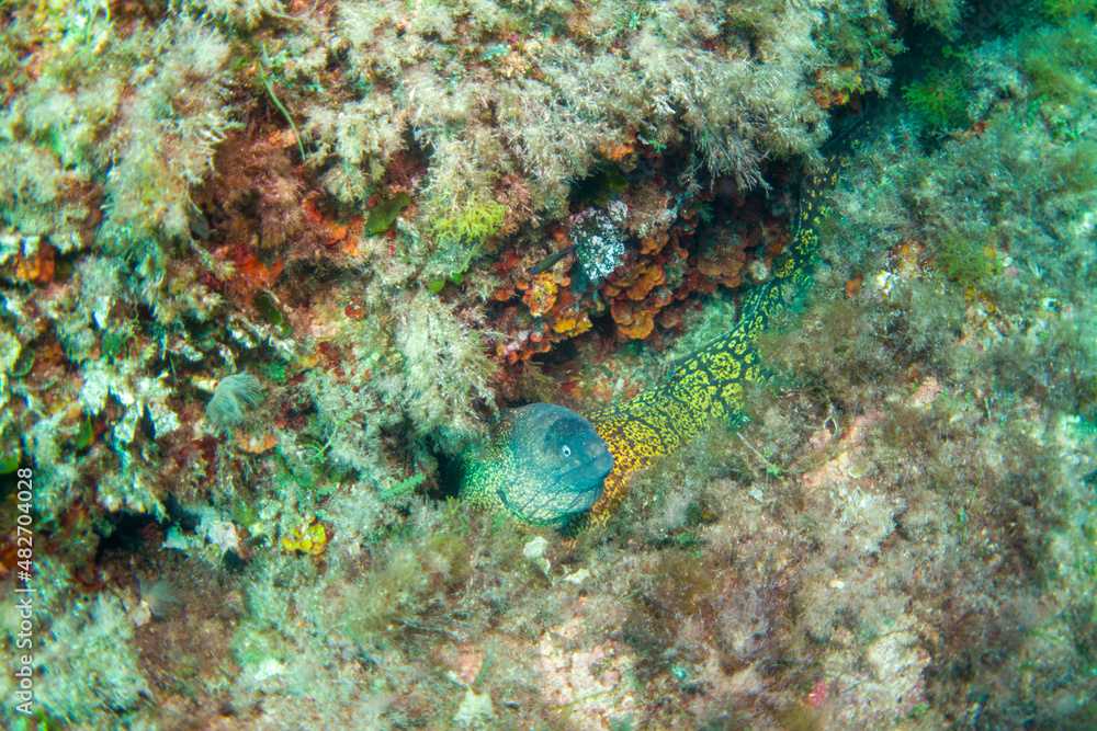 Mediterranean Moray Eel - (Muraena helena) - Diving in the mediterranean sea in the marine national park close to Portofino Mediterranean Moray Eel - (Muraena helena) - Diving in the mediterranean sea in the marine national park close to Portofino