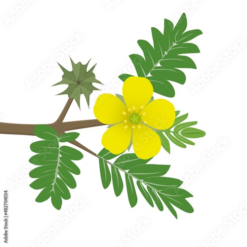 Flowers of tribulus terrestris, fetus and leaves . Medical plant. Vector illustration in cartoon style. photo