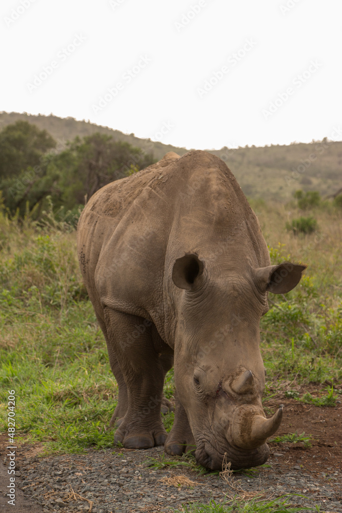Fototapeta premium Rhino