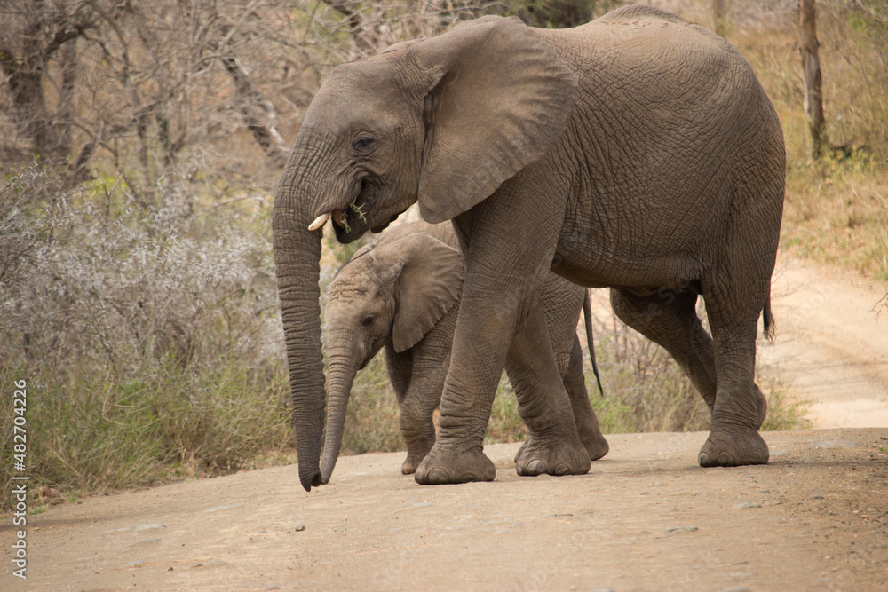 Fototapeta premium Elephants in Kruger Nationalpark