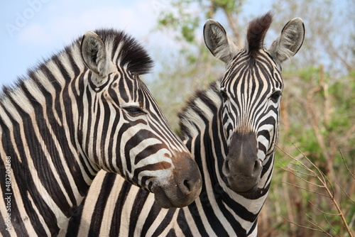 Zebras in Kruger Nationalpark