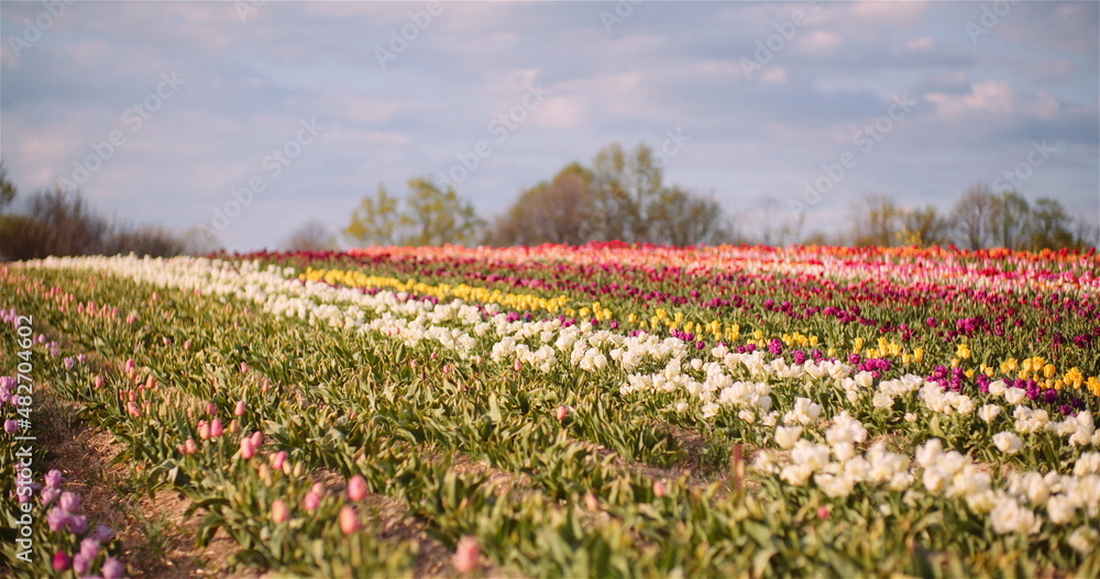 Wide View of Blooming Tulips on Agriculture Field in Netherlands on Flower Plantation Farm Wide View of Blooming Tulips on Agriculture Field in Netherlands on Flower Plantation Farm
