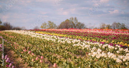Wide View of Blooming Tulips on Agriculture Field in Netherlands on Flower Plantation Farm
