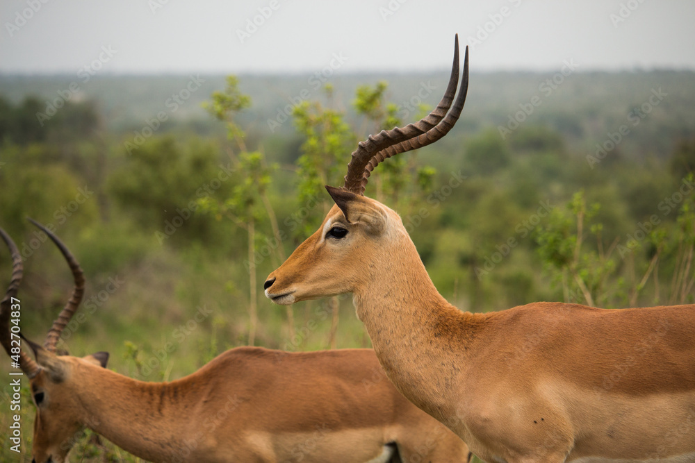 Impala in Kruger Nationalpark Impala in Kruger Nationalpark
