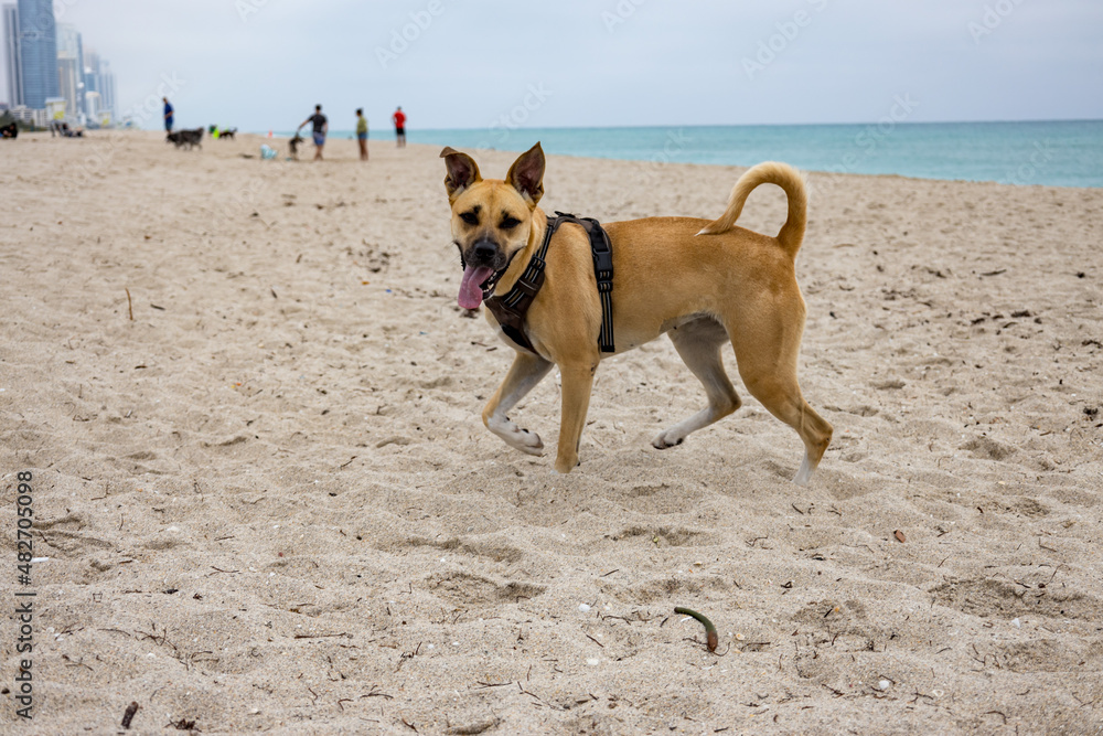 dog playing on the beach