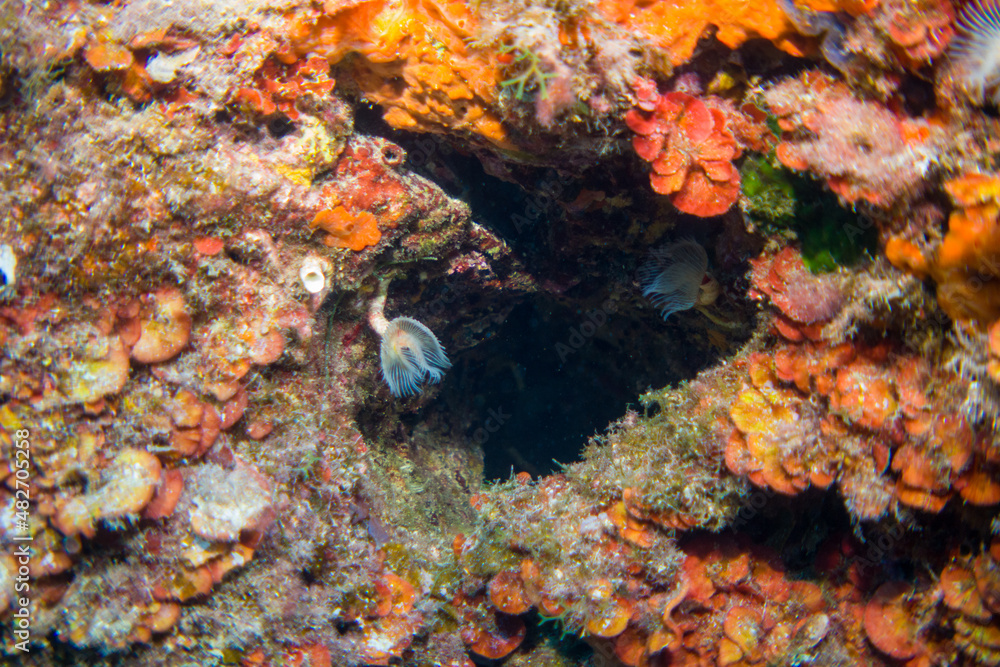 Corals of the mediterranean sea, close to portofino italy Corals of the mediterranean sea, close to portofino italy