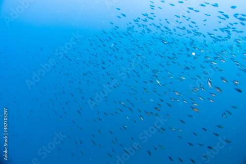 Diving with fish in the mediterranean sea close to Portofino