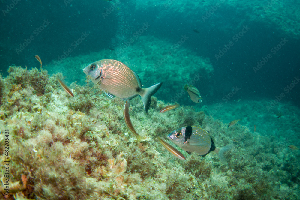 Fototapeta premium Diving with fish in the mediterranean sea close to Portofino