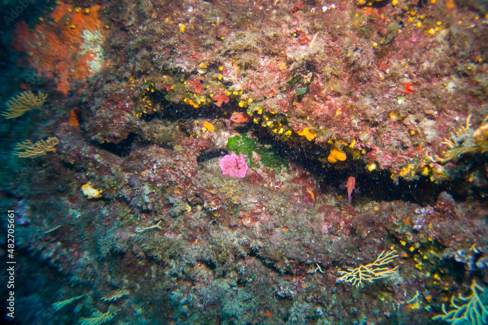 Corals of the mediterranean sea, close to portofino italy Corals of the mediterranean sea, close to portofino italy