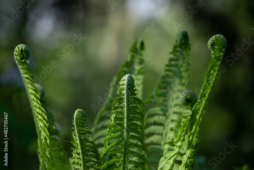 Beautiful ferns leaves green foliage.