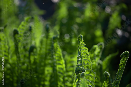 Light green fern leaves on a pale green background.