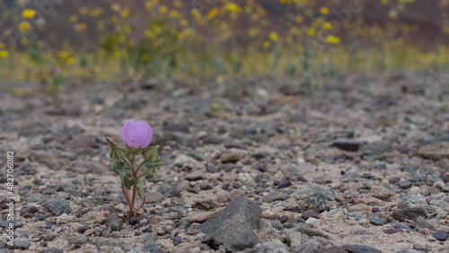 A Desert Fivespot plant, Eremalche rotundifolia, in Death Valley National Park. This plant is native to the Mojave Desert and Colorado Desert in the Southwestern United States. photo