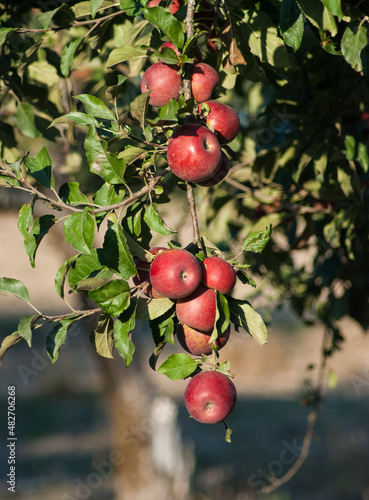 Clusters of ripe red gravenstein apples on the tree © Diane N. Ennis