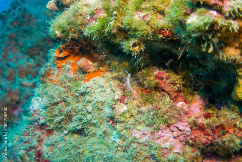 Corals of the mediterranean sea, close to portofino italy