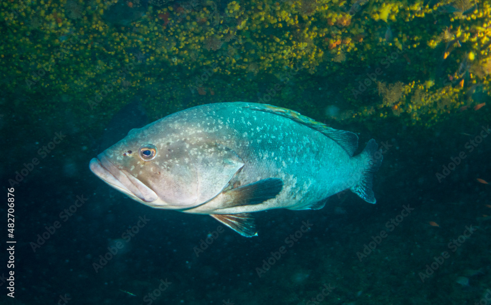 Dusky Grouper (Epinephelus marginatus) - Diving in the mediterranean sea in the marine national park close to Portofino Dusky Grouper (Epinephelus marginatus) - Diving in the mediterranean sea in the marine national park close to Portofino