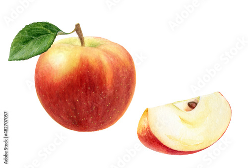 Apple Elstar with slice watercolor illustration isolated on white background