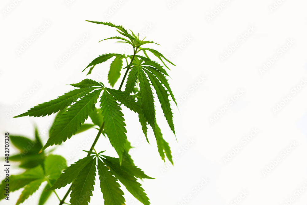 a branch of natural medicinal hemp on a white background. a branch of natural medicinal hemp on a white background.