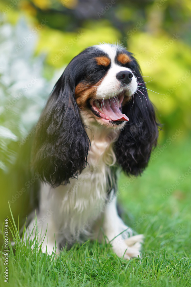 Funny tricolor Cavalier King Charles Spaniel dog posing outdoors sitting on a green grass and yawning in summer