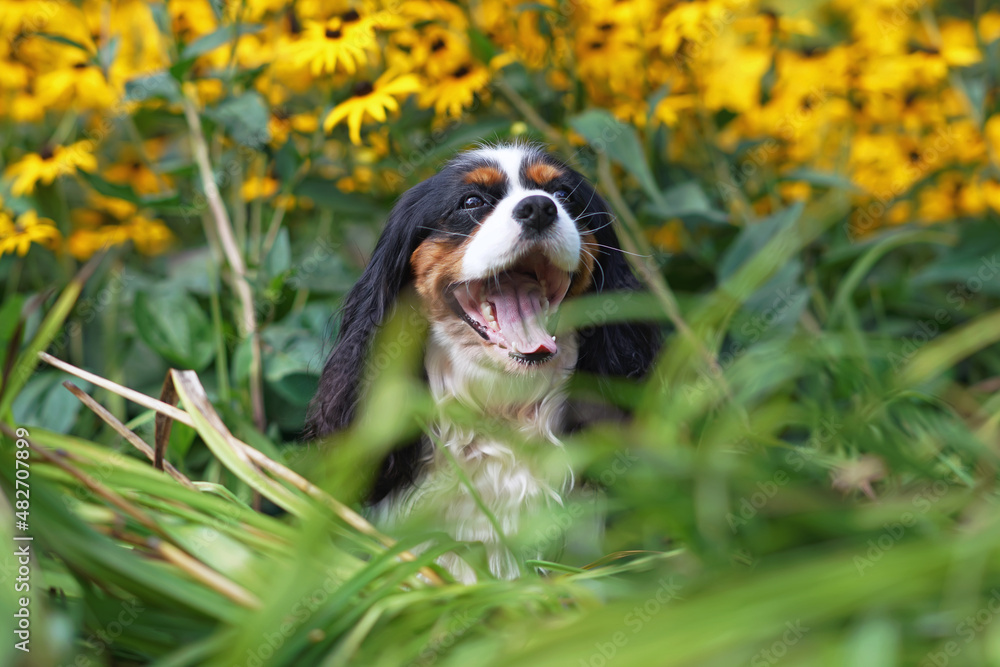 Funny tricolor Cavalier King Charles Spaniel dog posing outdoors sitting in a green grass with yellow Black-eyed Susan (Rudbeckia hirta) flowers and yawning in summer