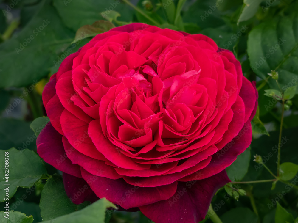 Close-up of rose 'Grafin von Hardenberg' with beautiful blooms that open up in very full and elegant velvety burgundy corollas that have a range of different hues from the center to outer petals Close-up of rose 'Grafin von Hardenberg' with beautiful blooms that open up in very full and elegant velvety burgundy corollas that have a range of different hues from the center to outer petals