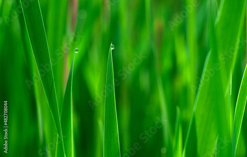 Round dew drops on the tips of the green grass in the field. The freshness of morning grass