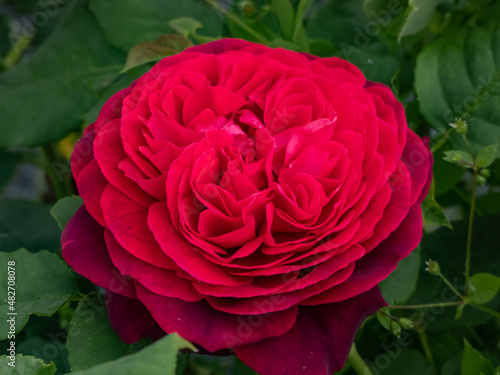 Close-up of rose 'Grafin von Hardenberg' with beautiful blooms that open up in very full and elegant velvety burgundy corollas that have a range of different hues from the center to outer petals photo