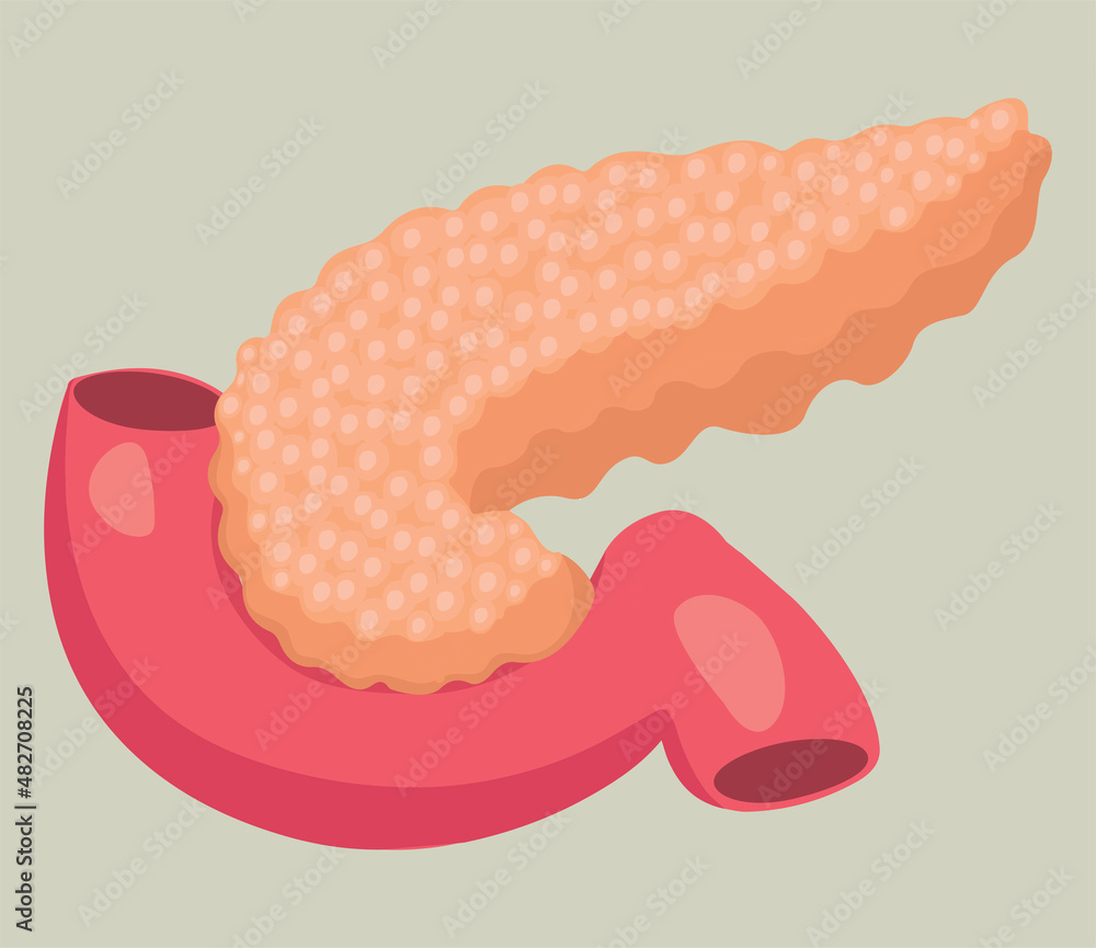 Pancreas vector illustration isolated on soft background.
Pancreas vector illustration isolated on soft background.