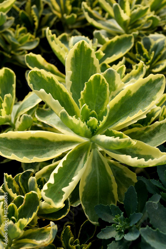 Vertical image of the variegated foliage of 'Frosted Fire' stonecrop (Sedum)