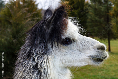 Horizontal image of the profile of a black, gray-and-white huacaya alpaca, with green grass and trees in the background