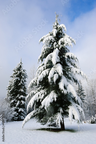 A Western Hemock fir tree stands majestic under a blue sky with snow hanging from the branches on a cold winter day photo