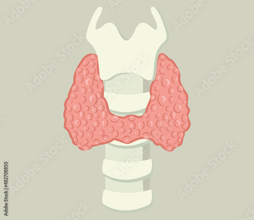 Larynx and thyroid gland. Isolated on soft background. Vector illustration. photo