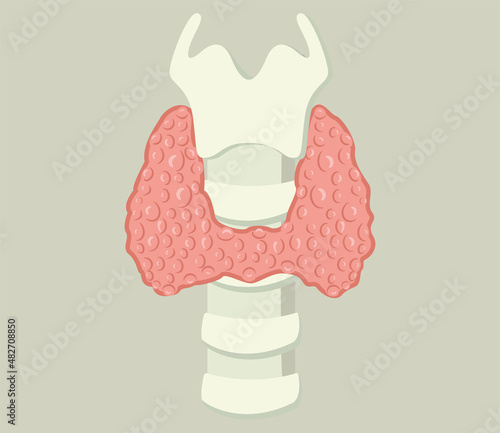 Larynx and thyroid gland. Isolated on soft background. Vector illustration.
