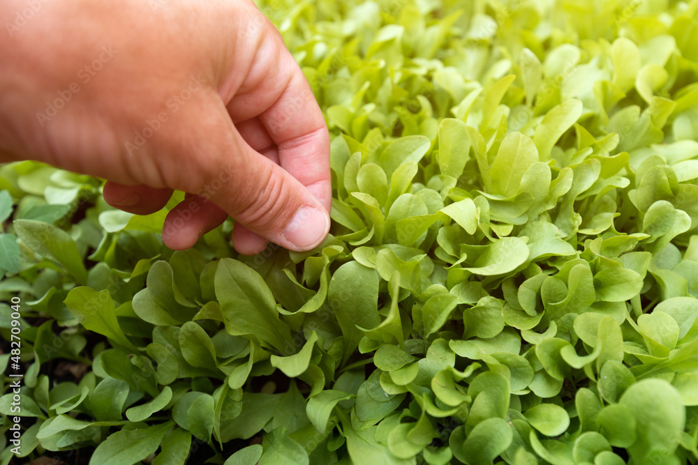 Gardener handpicking homegrown corn salad herbs in organic garden, close up of hand Gardener handpicking homegrown corn salad herbs in organic garden, close up of hand