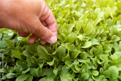 Gardener handpicking homegrown corn salad herbs in organic garden, close up of hand photo