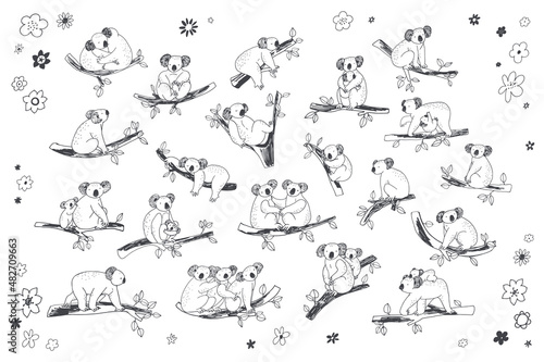 Koala animal with branches vector line illustrations set