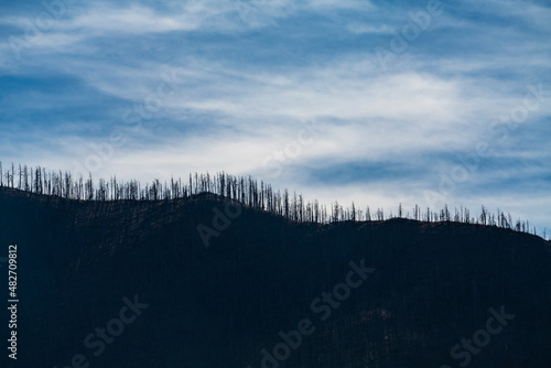 USA, New Mexico, Silver City, Gila National Forest, Silhouettes of trees on hill photo