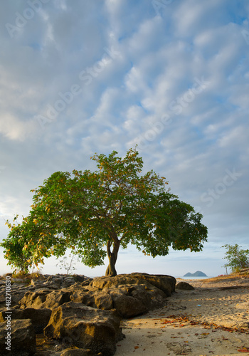 a lonely tree with a lonely island